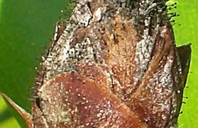 La maladie des "boutons noirs" du rhododendron