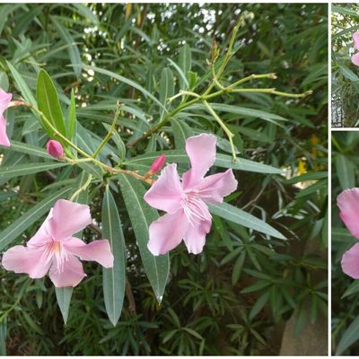 Fleurs du sud
