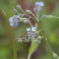 Myosotis des champs