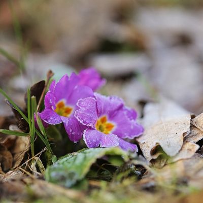 De bon matin * Early morning