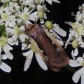 Le Cordon blanc (Ochropleura plecta)