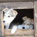 Balade en chiens de traineau