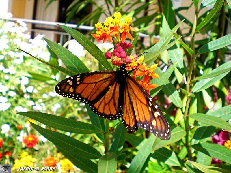 Danaus-plexippus • Papillon Monarque