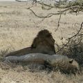Lions 4 - Afrique de l'Est