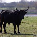 Camargue gardoise (2)