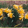 Fleurs: Jonquilles!