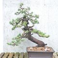 Pinus pentaphylla #2