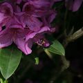 Parc Floral d'Orléans - 45 Loiret - Les Rhododendrons