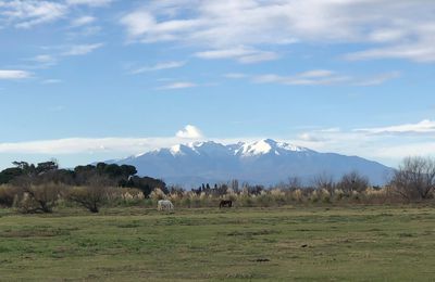 Canet en Roussillon (Pyrénées Orientales)