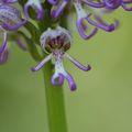 "Une orchidée du soir,Cachée dans son parfum, la