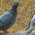 pigeon Canon
