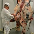 ABATTOIR : LES 800 TONNES ESPÉRÉES POUR LA FIN DE L’ANNÉE.