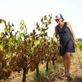 Les vignes brûlées dans le Sud ne sont pas une calamité agricole !