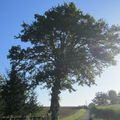 l'arbre du pèlerin