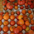 Tomates en novembre.