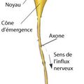 Les neurones : les principaux acteurs de la mémorisation