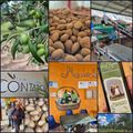Les olives et amandes bio des Pouilles - Oleificio Cooperativo Contado