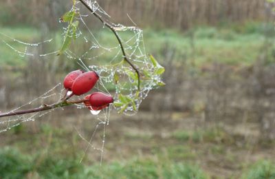 Perle de rosée