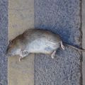 Incroyable : un rat qui fait semblant d'etre mort