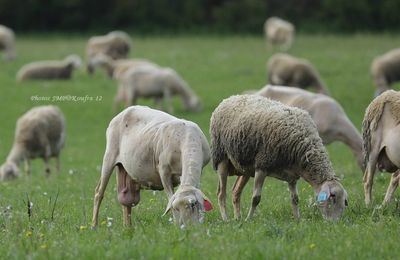 Troupeau sur le Larzac