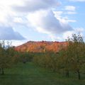 Verger Lafrance - Laurentides