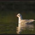 Mouette rieuse