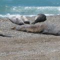 Eléphants de mer de Patagonie argentine