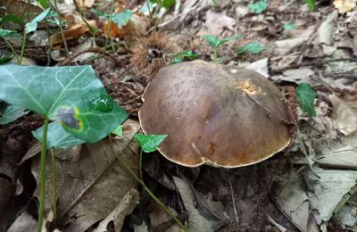 Passejem-nse tà hens deus bòscs ! / Promenons-nous dans les bois !