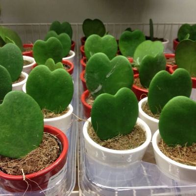 Happy Valentine's...