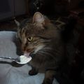 b'tichat aime vraiment le yaourt!!
