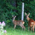 Une autre petite famille de chevreuil