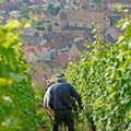 EDIT / En pleine vigne avec Judith, 6e inscrite