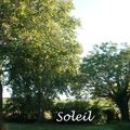 Projet 52 - Semaine 35 - Soleil