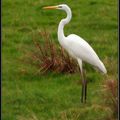 Grande aigrette