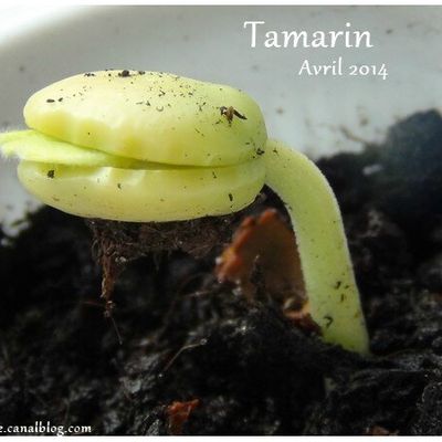 Ma pousse de Tamarin & Cie