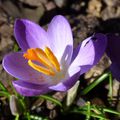 ♥ Crocus au jardin ♥