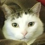 Les deuchevrons du Sancy