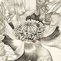 Liu Dan (B. 1953), Untitled Poppy flower, 2000