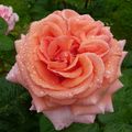 La rose Amour de Molène 