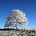 Arbre de givre