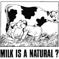 Les DANGERS du lait de vache dans notre alimentation