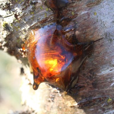 Unschooling au jardin