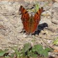 ♥ Mon premier papillon de l'année ; Robert-le-Diable ♥