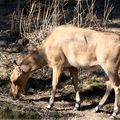 Antilope Nilgaut
