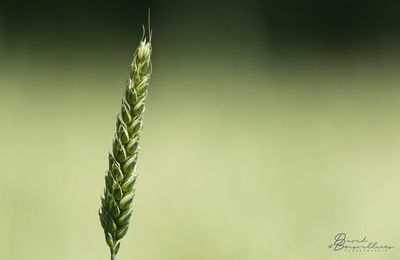 Dormelles (77)