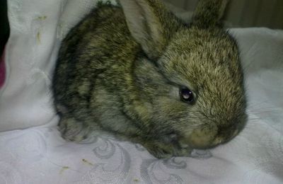 Lapin angora a vendre.