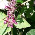 Stachys sylvatica