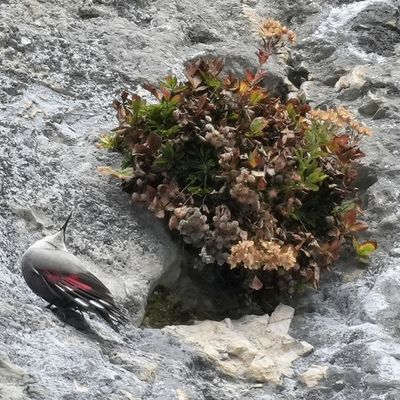 Flora verticalis et tichodrome 