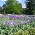 Venez prendre un bain d'iris au Parc Floral d'Orléans,