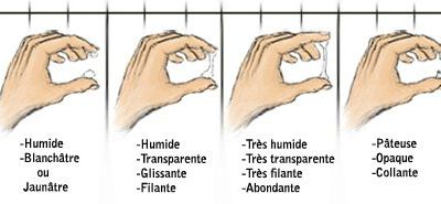 LA GLAIRE CERVICALE